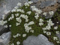 Saxifraga canaliculata 6, Saxifraga-Willem van Kruijsbergen