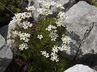 Saxifraga canaliculata 8, Saxifraga-Willem van Kruijsbergen