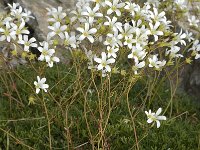 Saxifraga canaliculata 9, Saxifraga-Jan van der Straaten