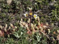 Saxifraga conifera