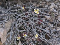 Saxifraga conifera 2, Saxifraga-Willem van Kruijsbergen