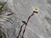 Saxifraga conifera 3, Saxifraga-Willem van Kruijsbergen