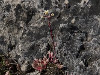 Saxifraga conifera 4, Saxifraga-Willem van Kruijsbergen