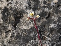 Saxifraga conifera 5, Saxifraga-Willem van Kruijsbergen