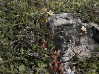 Saxifraga conifera 6, Saxifraga-Willem van Kruijsbergen