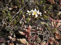 Saxifraga conifera 7, Saxifraga-Willem van Kruijsbergen