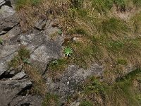 Saxifraga cotyledon