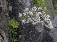 Saxifraga cotyledon 10, Saxifraga-Luuk Vermeer