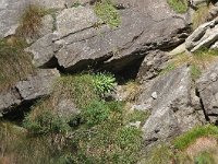 Saxifraga cotyledon 2, Saxifraga-Harry Jans