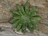 Saxifraga cotyledon 4, Saxifraga-Harry Jans