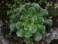 Saxifraga cotyledon 5, Saxifraga-Harry Jans