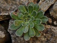 Saxifraga cotyledon 6, Saxifraga-Harry Jans