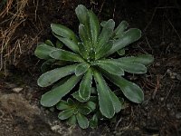 Saxifraga cotyledon 7, Saxifraga-Harry Jans