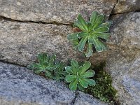 Saxifraga cotyledon 8, Saxifraga-Harry Jans