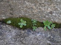 Saxifraga cotyledon 9, Saxifraga-Harry Jans