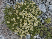 Saxifraga exarata 28, Saxifraga-Luuk Vermeer