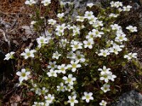 Saxifraga fragosoi 10, Saxifraga-Ed Stikvoort