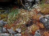Saxifraga fragosoi 11, Saxifraga-Ed Stikvoort