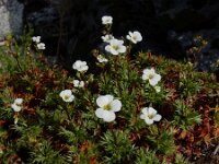 Saxifraga fragosoi 12, Saxifraga-Ed Stikvoort