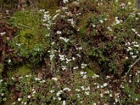 Saxifraga fragosoi 13, Saxifraga-Ed Stikvoort