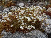 Saxifraga fragosoi 14, Saxifraga-Ed Stikvoort