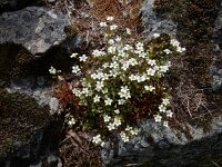 Saxifraga fragosoi 15, Saxifraga-Ed Stikvoort