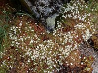 Saxifraga fragosoi 16, Saxifraga-Ed Stikvoort