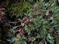 Saxifraga fragosoi 17, Saxifraga-Ed Stikvoort