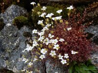 Saxifraga fragosoi 18, Saxifraga-Ed Stikvoort