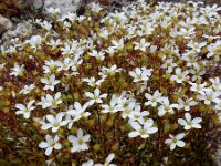 Saxifraga fragosoi 19, Saxifraga-Ed Stikvoort
