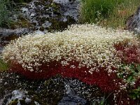 Saxifraga fragosoi 9, Saxifraga-Ed Stikvoort