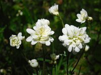 Saxifraga granulata Plena