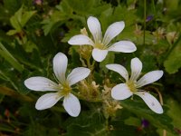 Saxifraga granulata 107, Knolsteenbreek, Saxifraga-Ed Stikvoort