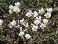 Saxifraga granulata 111, Knolsteenbreek, Saxifraga-Willem van Kruijsbergen