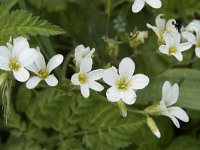 Saxifraga granulata 114, Knolsteenbreek, Saxifraga-Willem van Kruijsbergen