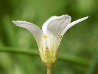 Saxifraga granulata 116, Knolsteenbreek, Saxifraga-Sonja Bouwman  534. Knolsteenbreek - Saxifraga granulata - Saxifragaceae familie (i)