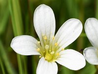 Saxifraga granulata 117, Knolsteenbreek, Saxifraga-Sonja Bouwman  534. Knolsteenbreek - Saxifraga granulata - Saxifragaceae familie (i) Amsterdam, Den Haag