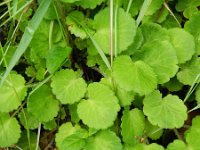 Saxifraga hirsuta