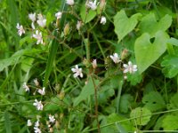 Saxifraga hirsuta 8, Saxifraga-Rutger Barendse