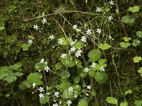 Saxifraga hirsuta ssp hirsuta 2, Saxifraga-Willem van Kruijsbergen