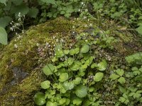 Saxifraga hirsuta ssp hirsuta 3, Saxifraga-Willem van Kruijsbergen