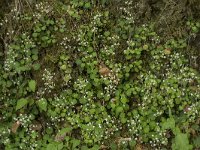 Saxifraga hirsuta ssp hirsuta 4, Saxifraga-Willem van Kruijsbergen