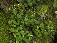 Saxifraga hirsuta ssp hirsuta 6, Saxifraga-Willem van Kruijsbergen