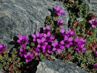 Saxifraga oppositifolia 50, Saxifraga-Harry Jans