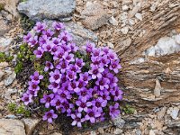 Saxifraga oppositifolia 53, Saxifraga-Luuk Vermeer