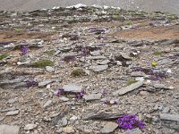 Saxifraga oppositifolia 54, Saxifraga-Luuk Vermeer