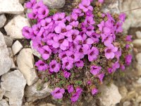 Saxifraga oppositifolia 55, Saxifraga-Luuk Vermeer