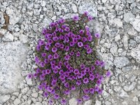 Saxifraga oppositifolia 57, Saxifraga-Luuk Vermeer