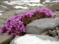 Saxifraga oppositifolia 80, Saxifraga-Luuk Vermeer