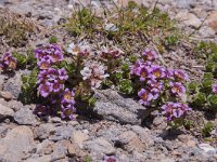 Saxifraga oppositifolia ssp blepharophylla 77, Saxifraga-Luuk Vermeer